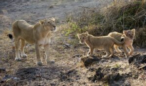 India’s Asiatic Lions Thrive: PM Modi Highlights Conservation Success on World Lion Day